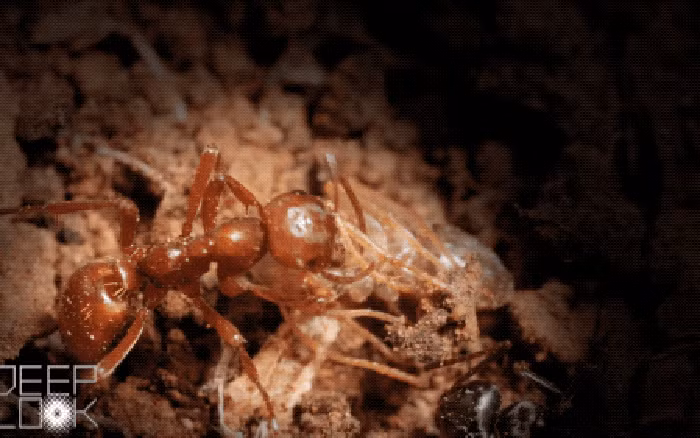 Các trường hợp bị đốt nhiều có thể gây ra tình trạng ảo giác ở con người, đặc biệt khi kết hợp với thời tiết lạnh, nhịn ăn và mất ngủ.