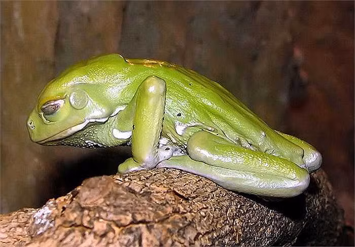 4. Ếch khỉ: Sống ở lưu vực Amazon tại Nam Mỹ, ếch khỉ tiết ra chất độc kambo. Chất này có khả năng gây ảo giác và ảnh hưởng đến chức năng cơ thể.