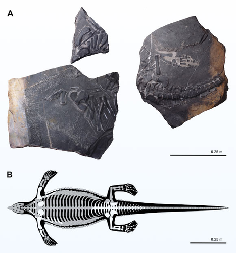 Được gọi là Prosaurosphargis yingzishanensi, loài bò sát biển này đã sống cách đây 247 triệu năm, trong kỷ Tam Điệp, sau thời kỳ đại tuyệt chủng kỷ Nhị Điệp.
