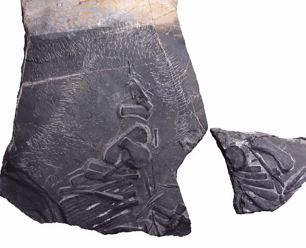 Với chiều dài khoảng 1,5 mét, nó được coi là một trong những loài lớn trong thế giới quái vật của kỷ Tam Điệp, mặc dù không đạt đến kích thước khổng lồ của các loài trong kỷ Phấn Trắng.