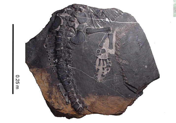 Điều này có thể do đại dương thời bấy giờ ít có sinh vật do tác động của đại tuyệt chủng.