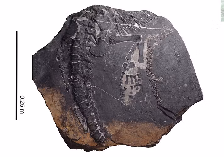 Điều này có thể do đại dương thời bấy giờ ít có sinh vật do tác động của đại tuyệt chủng.