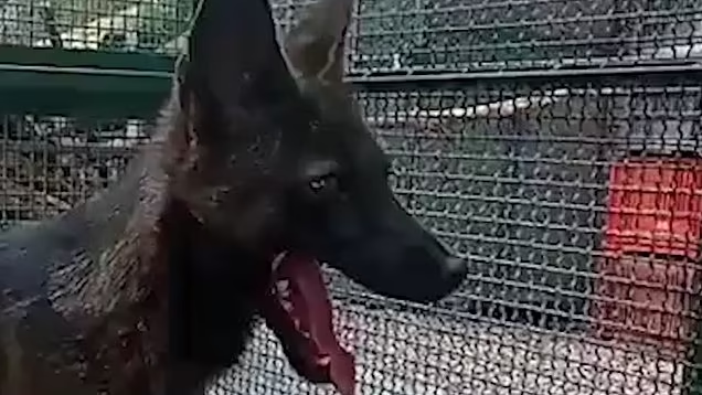 Mặc dù con chó lai cáo này thường cảnh giác với con người, nó lại thể hiện tính cách nồng nhiệt và thậm chí cho phép các nhà khoa học vuốt ve. Hành vi của nó cũng kết hợp cả tính chó và cáo, bao gồm việc ăn các loài gặm nhấm sống, sủa như chó và thỉnh thoảng nghịch đồ chơi nhưng lại di chuyển giống một con cáo.