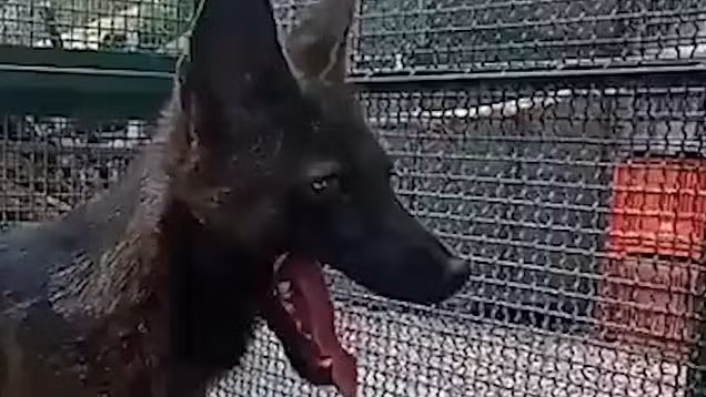 Mặc dù con chó lai cáo này thường cảnh giác với con người, nó lại thể hiện tính cách nồng nhiệt và thậm chí cho phép các nhà khoa học vuốt ve. Hành vi của nó cũng kết hợp cả tính chó và cáo, bao gồm việc ăn các loài gặm nhấm sống, sủa như chó và thỉnh thoảng nghịch đồ chơi nhưng lại di chuyển giống một con cáo.