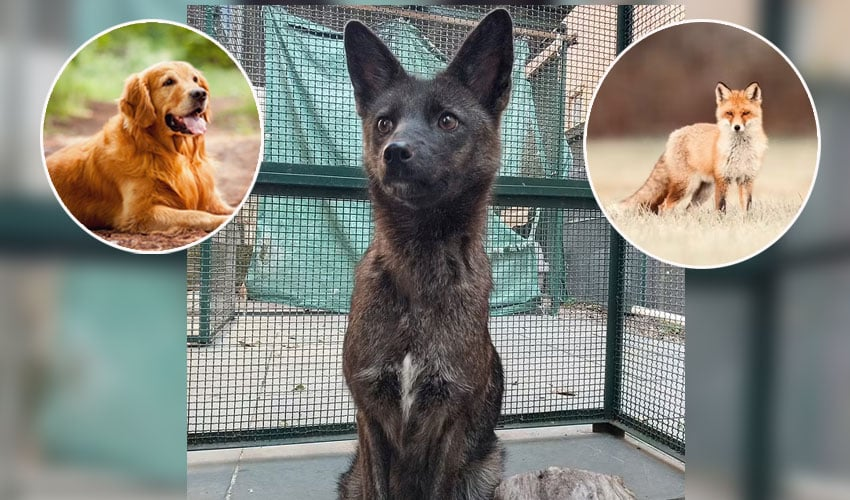 Năm nay, con chó lai cáo đầu tiên trên thế giới này đột ngột qua đời và nguyên nhân vẫn chưa rõ. Tuy vậy, các nhà khoa học tin rằng có khả năng con vật này có thể sinh sản.