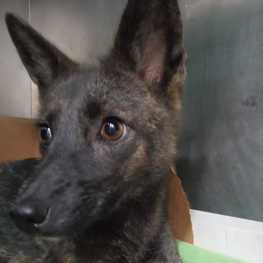 Các chuyên gia cho biết đây là trường hợp đầu tiên được ghi nhận về sự nhân giống giữa cáo và chó. Các xét nghiệm di truyền cho thấy con chó lai cáo này có 76 nhiễm sắc thể, kết hợp giữa nhiễm sắc thể của cáo và chó.