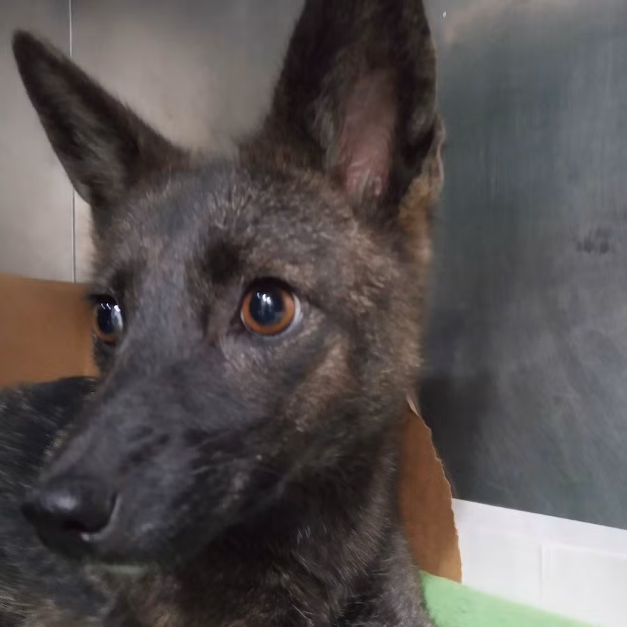 Các chuyên gia cho biết đây là trường hợp đầu tiên được ghi nhận về sự nhân giống giữa cáo và chó. Các xét nghiệm di truyền cho thấy con chó lai cáo này có 76 nhiễm sắc thể, kết hợp giữa nhiễm sắc thể của cáo và chó.