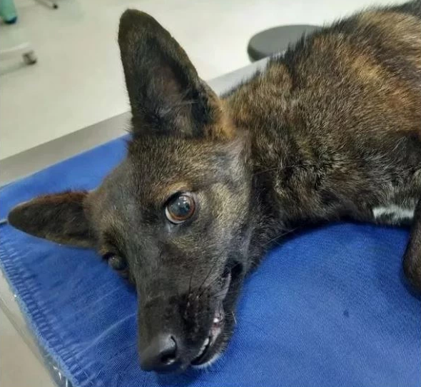 Nhóm nghiên cứu tin rằng có thể có nhiều con chó lai cáo tương tự tồn tại trong tự nhiên, giống như việc chó nhà đã lai giống với các loài hoang dã khác nhau, bao gồm chó sói đồng cỏ và chó Dingo.