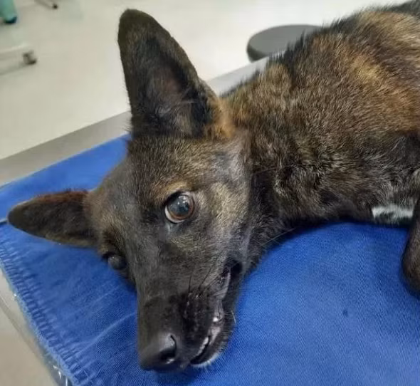 Nhóm nghiên cứu tin rằng có thể có nhiều con chó lai cáo tương tự tồn tại trong tự nhiên, giống như việc chó nhà đã lai giống với các loài hoang dã khác nhau, bao gồm chó sói đồng cỏ và chó Dingo.