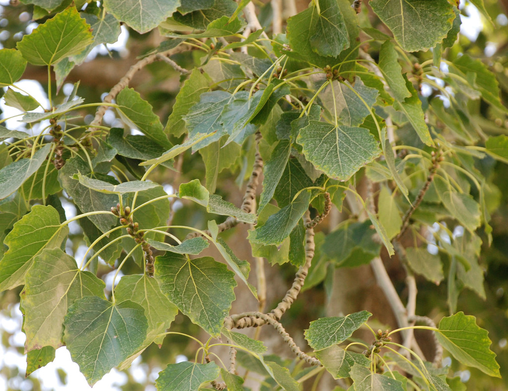 Sự hiểu lầm ban đầu đã gây ra nỗi hoang mang và tò mò, nhưng giải thích này đã làm rõ không có thảm họa sinh học nào xảy ra. Thay vào đó, chỉ là một hiện tượng tự nhiên do hoa cây Populus tomentosa bị gió thổi bay.