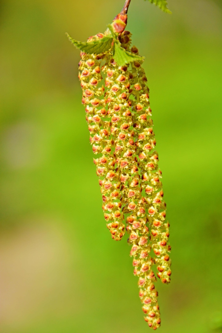 Thực tế, những sinh vật này không phải là sâu róm hay côn trùng, mà thực chất là hoa của cây Populus tomentosa, một loài cây phổ biến ở Trung Quốc.