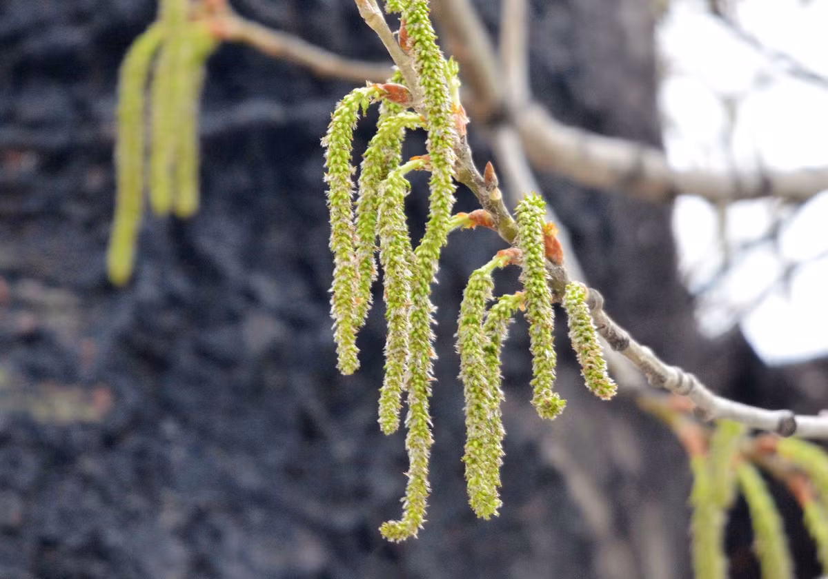Hoa của cây Populus tomentosa có màu sắc và hình dáng giống sâu róm, và chúng đã bị gió mạnh thổi bay, sau đó rơi xuống trở thành một hiện tượng gây kinh ngạc.