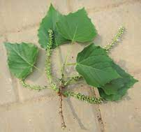 Loài cây này thường thấy ở khu vực châu Á, đặc biệt là ở Trung Quốc.