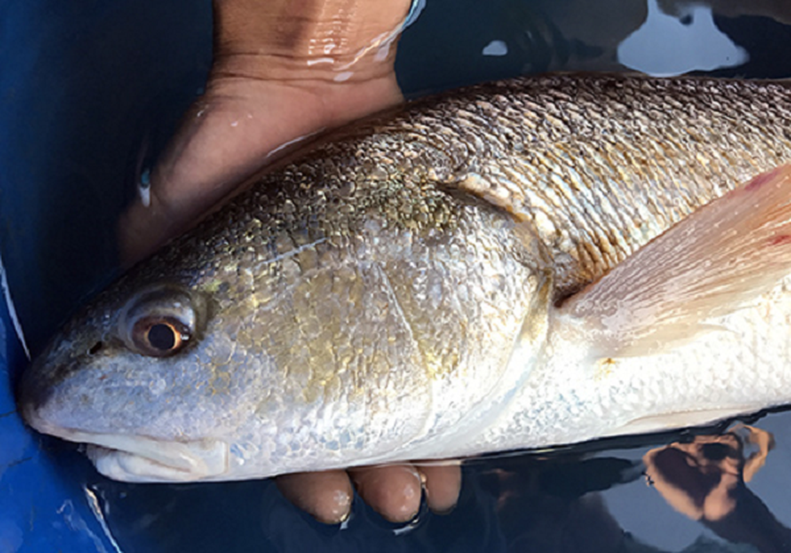 Cá sủ vàng khi được tìm thấy thường có kích thước trung bình khoảng 100cm và nặng tới 120 – 130kg. Cá sủ có môi trường sống chính là ở biển nhưng đến mùa sinh nở (thường từ tháng 1-4 hàng năm), chúng bơi về phía các vùng cửa sông nước lợ để đẻ trứng.