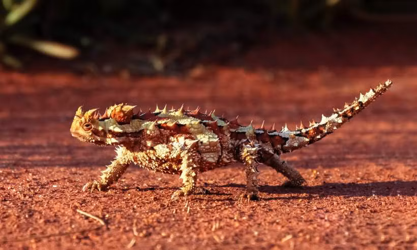 Thằn lằn này có khả năng ngụy trang và sống trong môi trường sa mạc bằng cách hấp thu nước từ cơ thể và chuyển xuống miệng để sử dụng.
