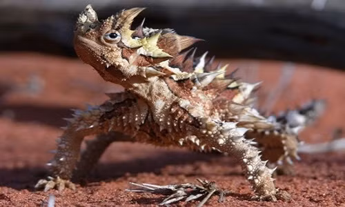 2. Thằn lằn quỷ gai, còn gọi là thằn lằn gai, rồng gai, là một loài thằn lằn ở Úc.