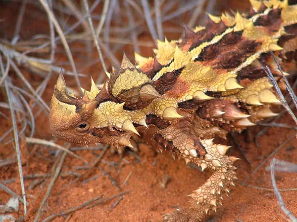  Loài động vật kỳ dị này có cơ thể gai góc, và cái ái đầu giả để ngụy trang kẻ thù.