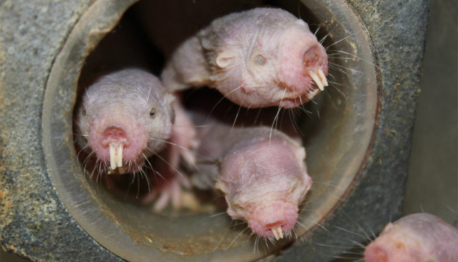 Loài chuột chũi này có khả năng sản sinh một "siêu protein" đặc biệt giúp ngăn chặn ung thư phát triển, và nó đóng vai trò quan trọng trong nghiên cứu về lão hoá và chữa trị ung thư.