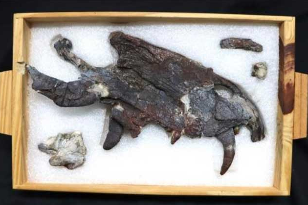 Sinh vật này đã tồn tại cách đây khoảng 265 triệu năm, cuối kỷ Nhị Điệp, trước thời kỳ xuất hiện của các loài khủng long.