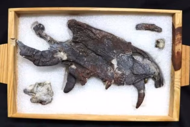 Sinh vật này đã tồn tại cách đây khoảng 265 triệu năm, cuối kỷ Nhị Điệp, trước thời kỳ xuất hiện của các loài khủng long.