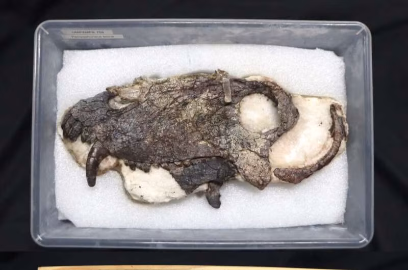 Pampaphoneus biccai được mô tả là có chiều dài cơ thể lên tới 3m, nặng khoảng 400 kg và là một kẻ săn mồi đáng sợ. Hộp sọ của nó còn lớn hơn so với ước tính ban đầu.