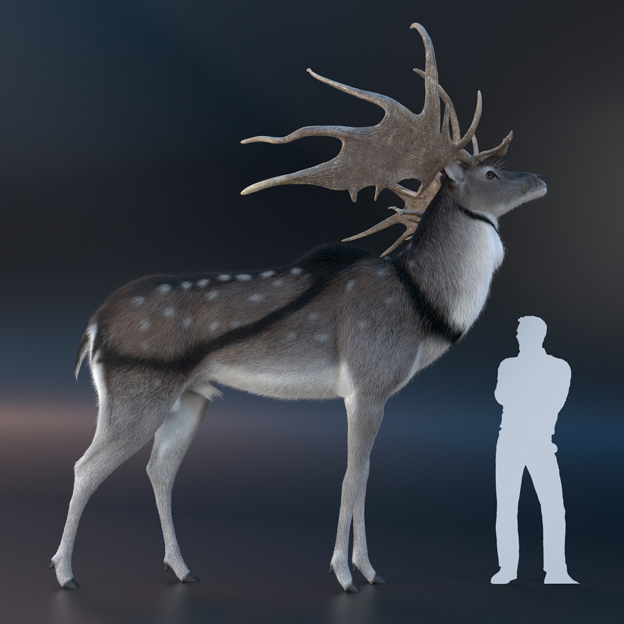 Chúng có chiều cao khoảng 2,1 mét, gạc lớn trên đầu dài 3,65 mét, cân nặng lên đến 600 kg. Tuyệt chủng của Irish Elk được đánh giá là do khả năng sinh sản giảm mạnh do thời tiết khắc nghiệt ở Bắc Cực và sự truy đuổi của con người.