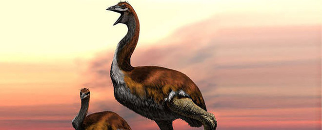 2. Elephant Bird (Chim voi): Elephant Bird là một loài chim khổng lồ thuộc họ Aepyornithidae và có quê hương tại Madagascar. Loài động vật tuyệt vời này đã tuyệt chủng khoảng 200 năm trước đây, nguyên nhân chính của tuyệt chủng này liên quan đến hoạt động của con người.