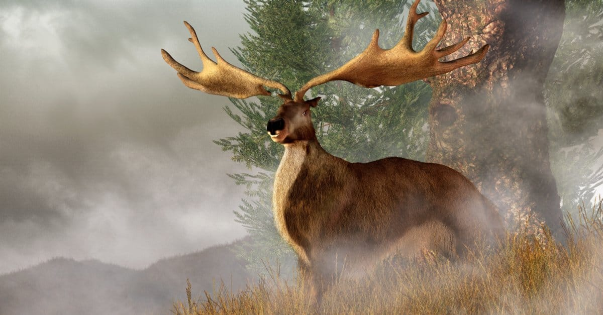 3. Irish Elk (Nai sừng tấm Ireland): Là một trong những loài động vật tuyệt vời nhất đã bị tuyệt chủng, Irish Elk là một loài nai lớn thuộc họ Megaloceros và đã sống trong kỷ Pleistocen muộn. Chúng đã tuyệt chủng cách đây khoảng 7.700 năm trước, với hóa thạch gần đây được tìm thấy ở Siberia.