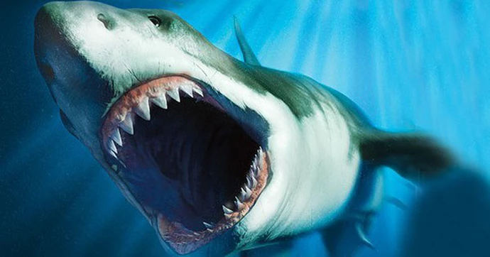 2. Siêu cá mập Megalodon: Đây là một loài cá mập sống từ khoảng 15,9 triệu tới 2,6 triệu năm trước, đã tuyệt chủng. Megalodon là một trong những loài có xương sống lớn nhất trong lịch sử tự nhiên và chiều dài có thể lên tới 18 mét.