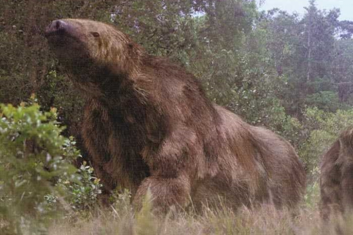 Tuy nhiên, chúng đã tuyệt diệt vào khoảng 4.200 năm trước tại đảo Caribbean khi con người di dân đến đây.