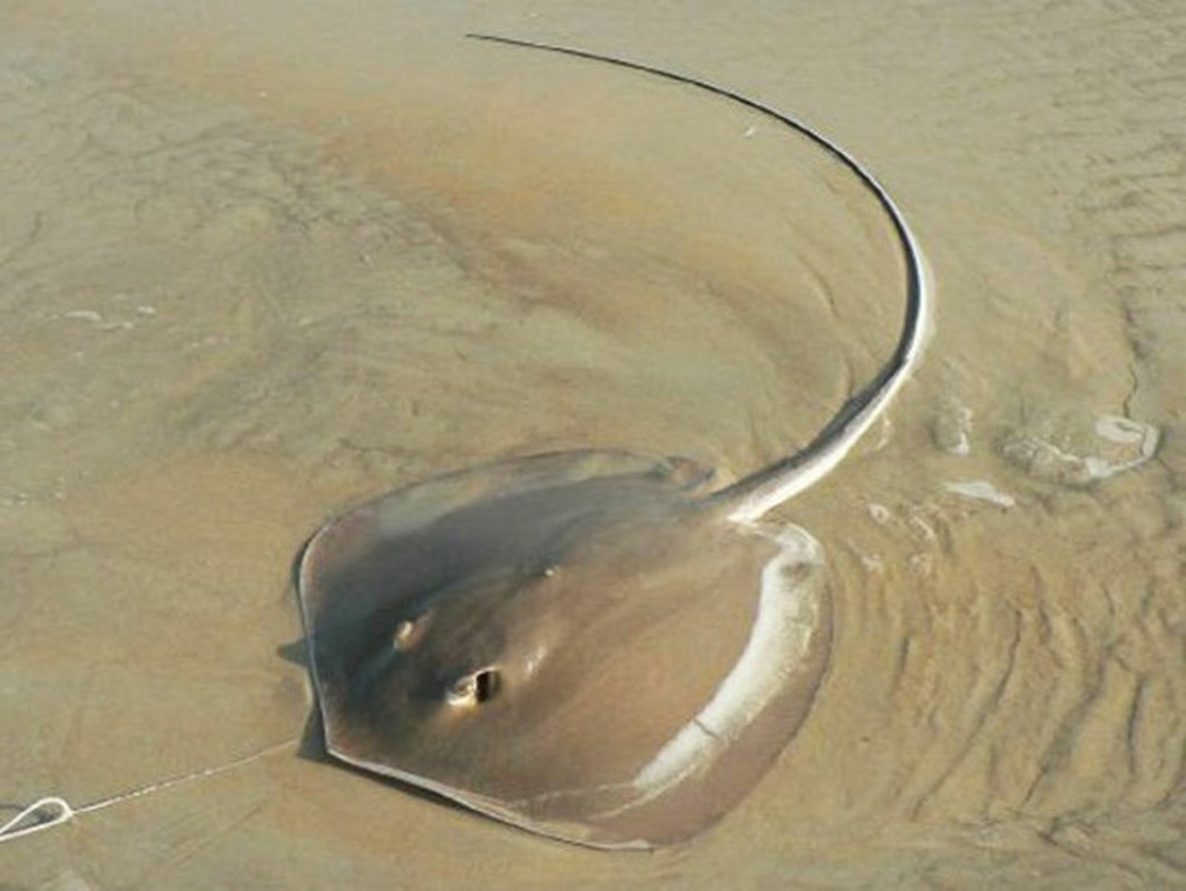 Sở dĩ có cái tên “cá đuối gai độc” vì chúng được thiên nhiên ban tặng cho một thứ vũ khí rất lợi hại - gai độc, để bù lại cho cái thân mình trông có vẻ nhu mì, ẻo lả, dễ bị làm hại. Những cái gai nguy hiểm đó chẳng khác nào những mũi dao có tẩm thuốc độc, có thể gây ra những vết thương nghiêm trọng, thậm chí có thể gây nguy hiểm đến tính mạng con người.