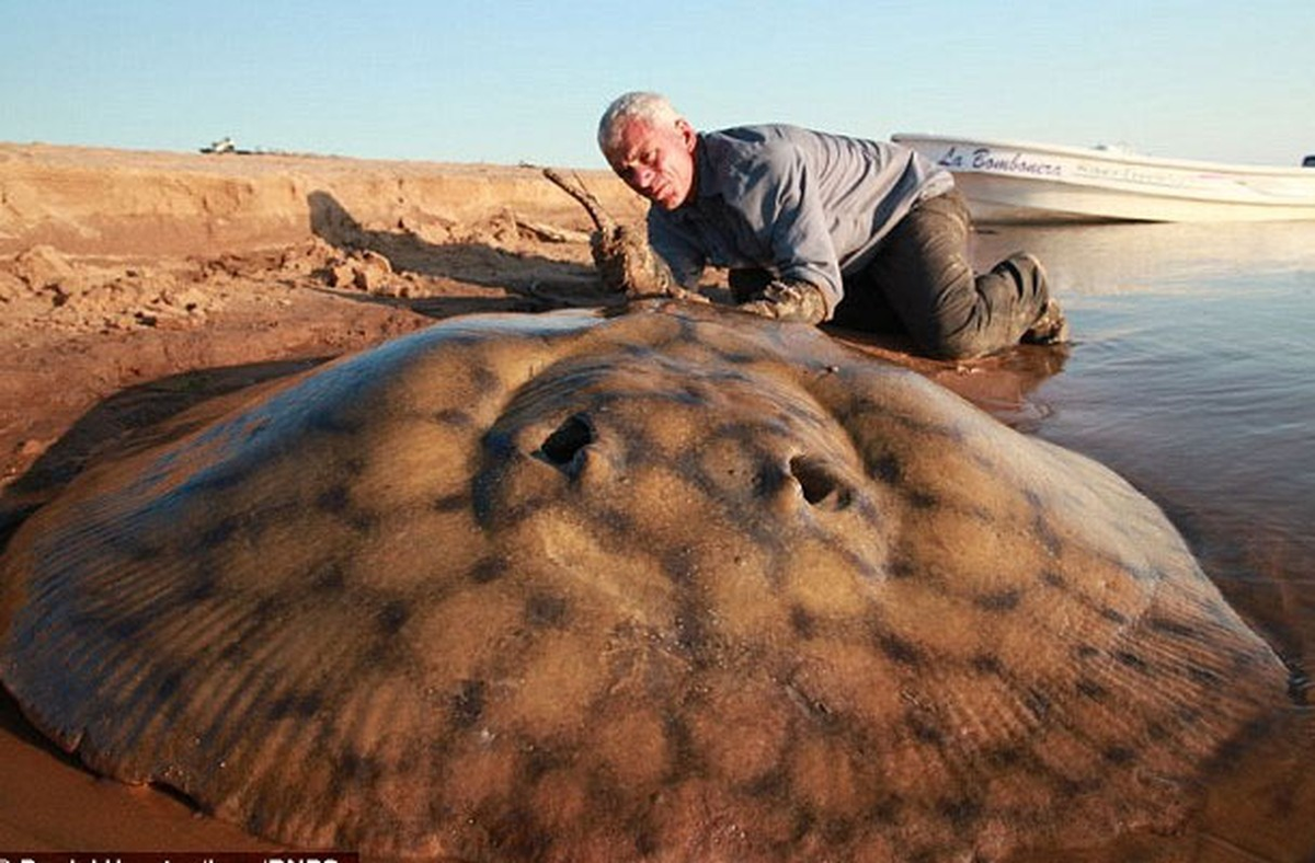 Một nhà sinh vật học đã lý giải rằng dây câu bị đứt, cánh bị cắt bỏ, và xác bị bỏ lại, cho rằng hy vọng là ngư dân đã giết con cá trước khi mổ thịt nó.