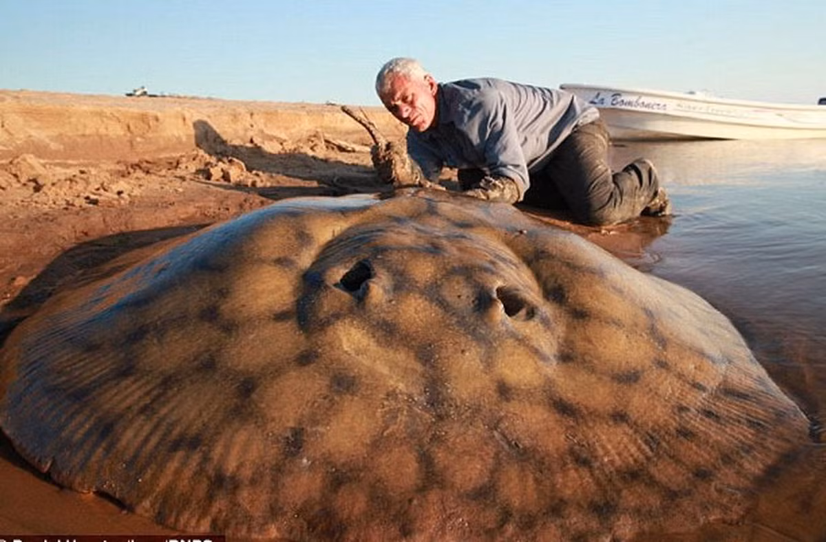 Một nhà sinh vật học đã lý giải rằng dây câu bị đứt, cánh bị cắt bỏ, và xác bị bỏ lại, cho rằng hy vọng là ngư dân đã giết con cá trước khi mổ thịt nó.