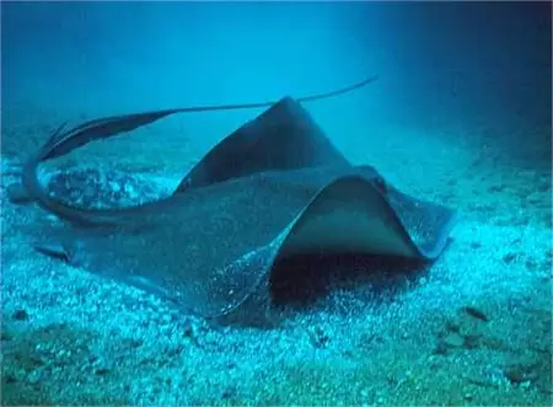 Cá đuối gai độc (tên khoa học: Dasyatis Violacea) là sinh vật năng động nhất trong họ nhà cá đuối gai độc.