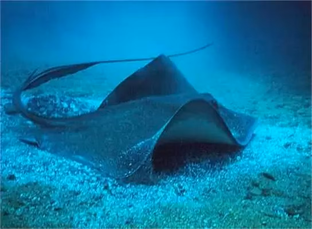 Cá đuối gai độc (tên khoa học: Dasyatis Violacea) là sinh vật năng động nhất trong họ nhà cá đuối gai độc.