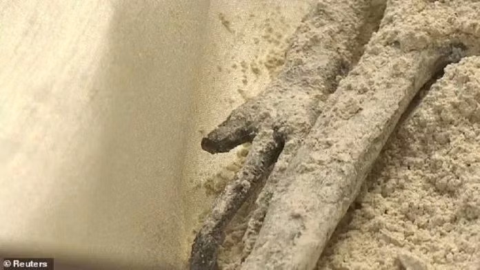 Ông Maussan đã khẳng định rằng các hóa thạch này không thuộc về quá trình tiến hóa trên Trái đất và chúng không phải là người, có kích thước nhỏ hơn người bình thường. Chúng được tìm thấy dưới dạng hóa thạch trong các mỏ đất tảo cát.