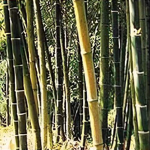 Điều này gợi ý rằng, nhiều cánh đồng tre có thể khó tái sinh và có thể biến mất.