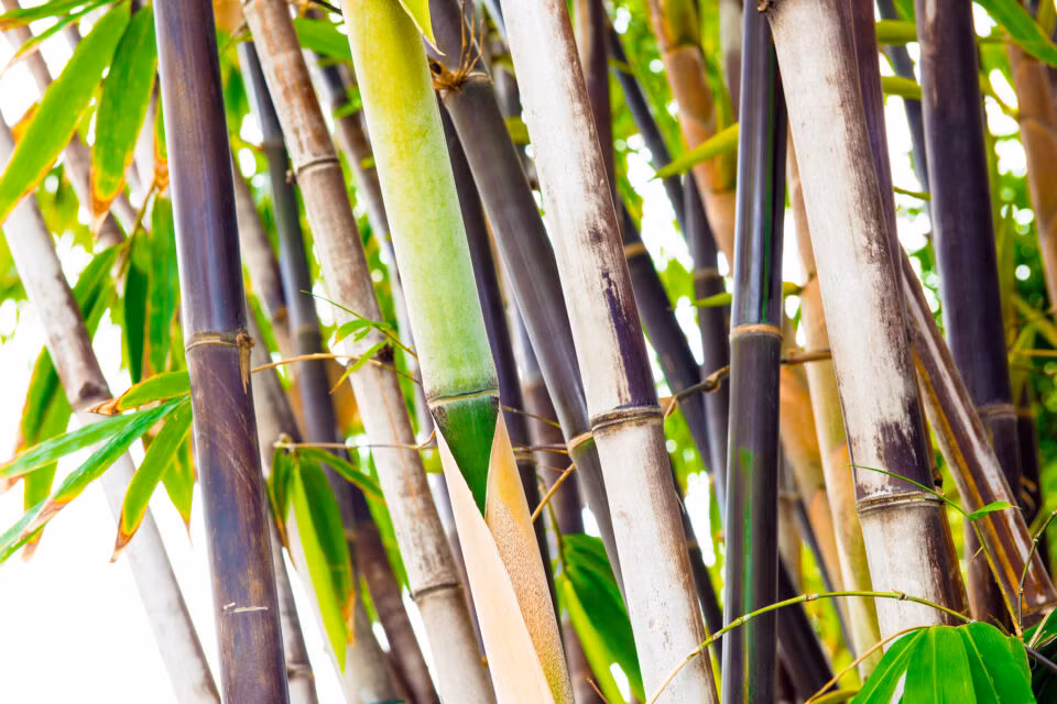 Nghiên cứu gần đây đã phát hiện nhiều mẫu hoa không có hạt và thiếu cây mới phát triển từ hệ thống rễ của những cây đã ra hoa, cho thấy khả năng sinh sản vô tính hạn chế.