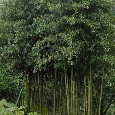 Kỷ lục về quá trình tái sinh của loài này còn ít và chỉ dựa trên các tài liệu từ thế kỷ thứ 9 và các thuộc địa trước đó, tre Henon đã chết ngay sau khi ra hoa vào năm 1908.