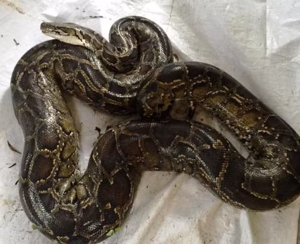 Thức ăn ưa thích của trăn đất là những loài thú nhỏ như gặm nhấm, ếch nhái, chim, bò sát và hươu nai.