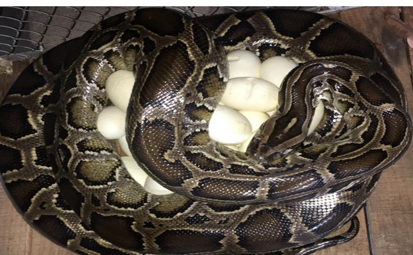 Tuy nhiên, loài trăn đất đang đối mặt với nguy cơ suy giảm số lượng do săn bắn trái phép và mất môi trường sống. Trăn đất thuộc nhóm IIB, động vật rừng nguy cấp, quý hiếm, nằm trong sách đỏ Việt Nam.