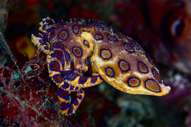 Tuy nhiên, việc chế biến bạch tuộc đốm xanh đòi hỏi sự cẩn thận và kiến thức chuyên môn, vì vậy chỉ nên thực hiện bởi các đầu bếp chuyên nghiệp.