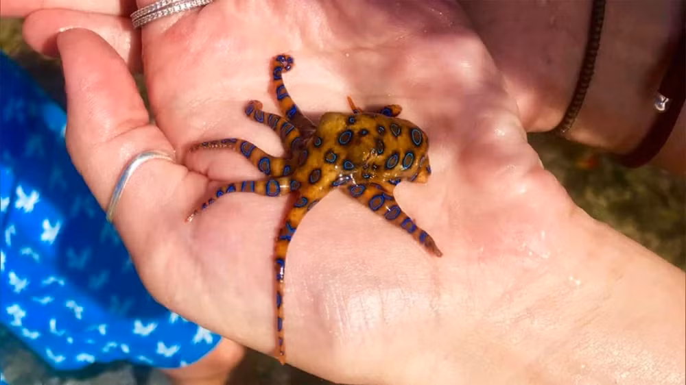 Tuy nhiên, nguy cơ ngộ độc vẫn có thể xảy ra nếu không tuân thủ các biện pháp an toàn khi chế biến và tiêu thụ bạch tuộc đốm xanh.