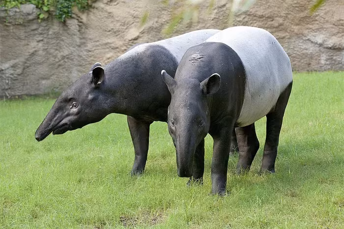 Chúng thích hoạt động ở khu vực gần nước, cơ thể của chúng có hình dáng giống heo nhưng có màu lông đen trắng, tai giống ngựa, chân sau giống tê giác, mũi giống voi.