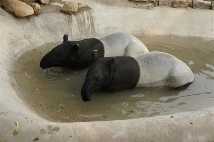 Heo vòi châu Á cũng có vòi dùng để cuộn thức ăn vào miệng, chúng ăn cành cây, lá và quả của thực vật.