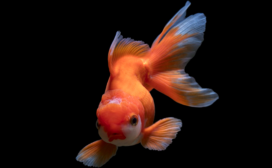 6. Một sự thật thú vị là nếu bạn đặt một con cá vàng trong căn phòng tối, màu của nó sẽ nhạt dần.