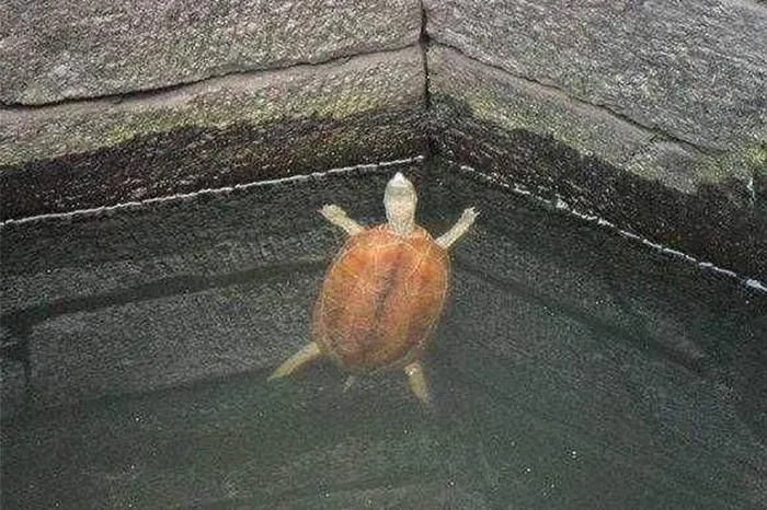 Trong thần thoại Trung Quốc, con rùa thường liên quan đến thần Huyền Vũ, đại diện cho yếu tố thủy và hướng bắc.