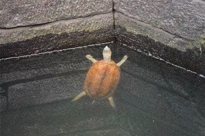 Trong thần thoại Trung Quốc, con rùa thường liên quan đến thần Huyền Vũ, đại diện cho yếu tố thủy và hướng bắc.