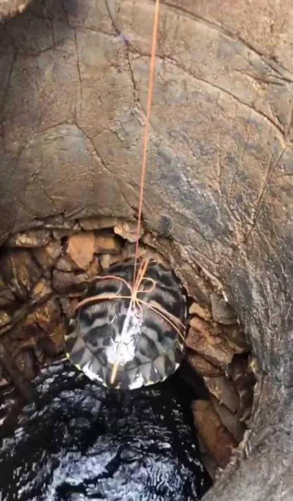 Vì giếng thường được nhiều gia đình hoặc cả làng sử dụng, có nguy cơ bị đầu độc bằng cách cho độc tố vào nước. Thả rùa hoặc cá xuống giếng có thể phát hiện hành vi cho độc tố vào nước, nhờ đó bảo vệ sức khỏe chung cho cộng đồng.