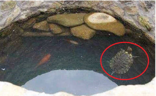 Thả rùa vào giếng được coi là biểu tượng của việc bảo vệ nguồn nước, che chở nguồn nước sạch và đem lại may mắn cho gia đình sử dụng giếng.